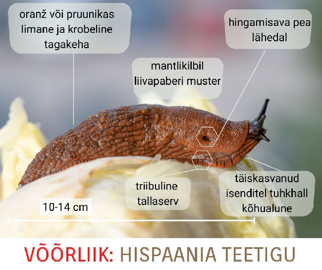 Hispaania tigu.png