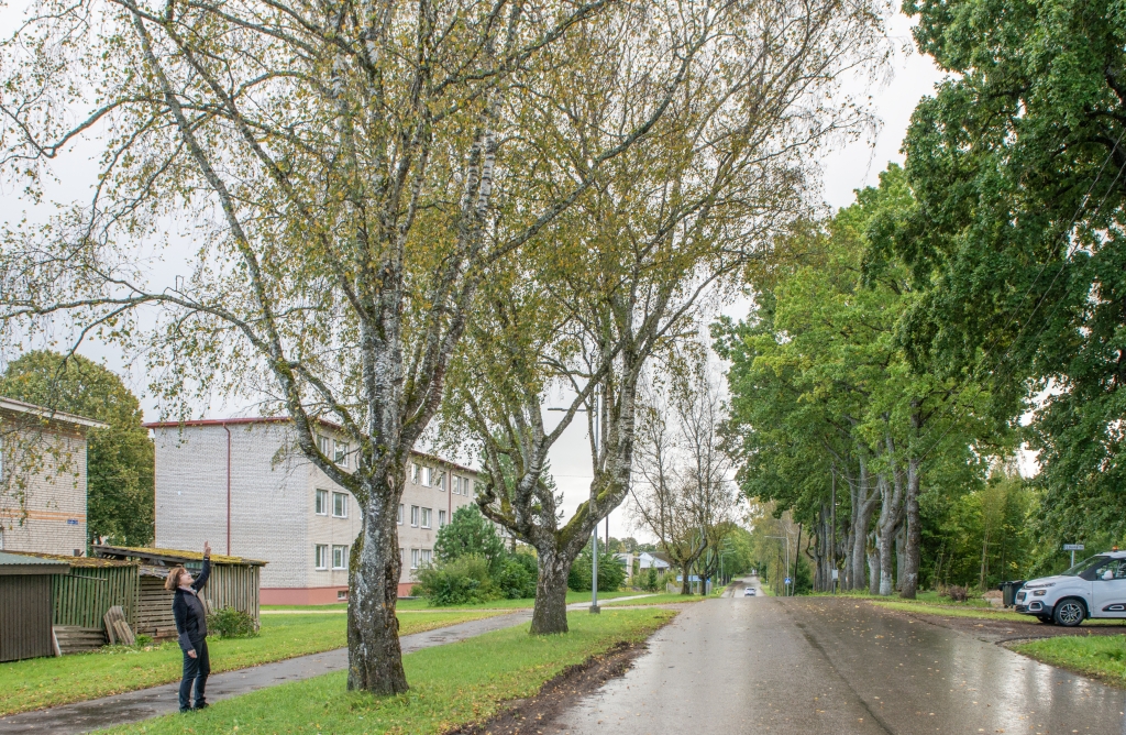 Türi linnaaednik Ele Schiff viitamas haigele kasepuule.jpg